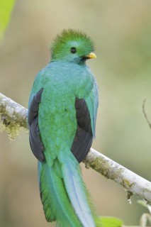 Resplendent Quetzal (Pharomachrus mocinno) perched on a branch in Costa Rica, Central America