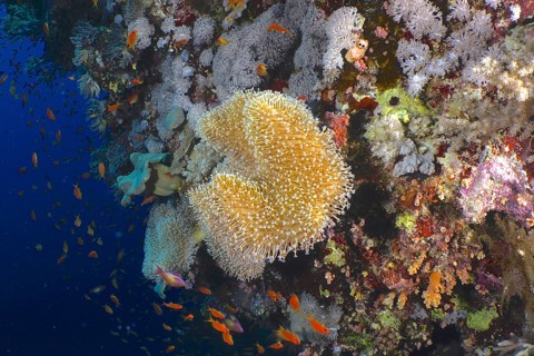 Rough leather coral (Sarcophyton glaucum)
