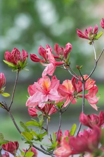 Knaphill azalea (Rhododendron 'Cecile'), An den Dorfwiesen 9, Germany