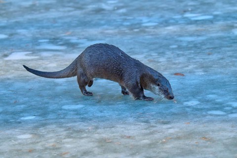 An otter moves across a frozen water surface in a cold winter landscape, winter, otter (Lutra