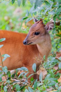 A female red forest duiker, Natal duiker or Natal red duiker (Cephalophus natalensis) stands on a