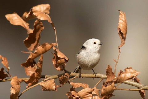 Long-tailed Tit (Aegithalos caudatus) perched on a branch, Bavaria, Germany
