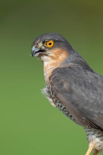Eurasian sparrowhawk (Accipiter nisus) adult male bird of prey head portrait, England, United