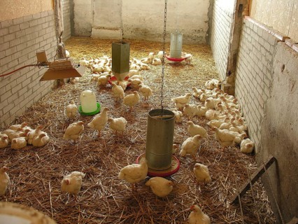 Young chickens in a stable with straw, Othenstorf, Mecklenburg-Western Pomerania, Germany