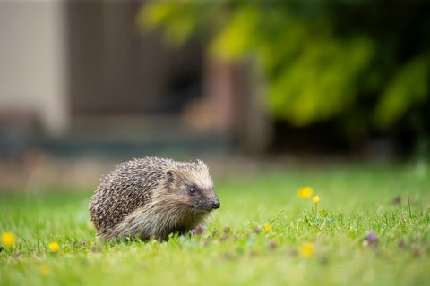 European hedgehog (Erinaceus europaeus) adult animal on a garden grass lawn in summer, England,