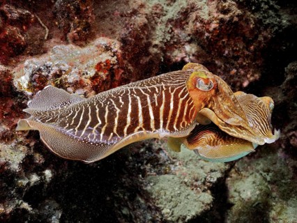 Common cuttlefish (Sepia officinalis)