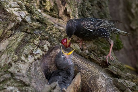 Common Starling (Sturnus vulgaris) feeding chick in nest with a cherry, Hungary