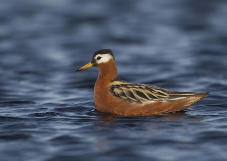 Red Phalarope (Phalaropus fulicarius) female, Alaska, USA