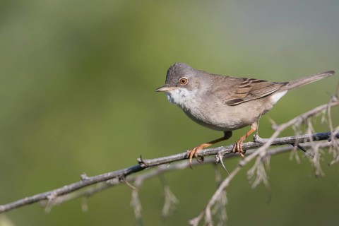 Common Whitethroat - Dorngrasmücke - Sylvia communis ssp. rubicola, Kyrgyzstan, adult male