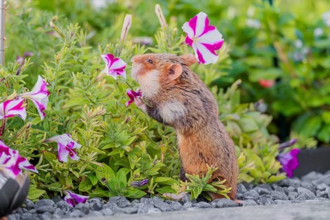 A European hamster (Cricetus cricetus) searches for food on a decorated grave and eats the petals