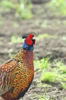 Pheasant, hunting pheasant (Phasianus colchicus), adult male bird on a field, animal portrait,