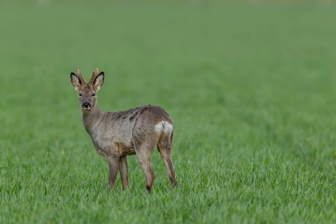 A roebuck (Capreolus capreolus) in velvet standing securely in a meadow, winter coat, April,