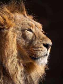 Asiatic Lion (Panthera leo persica), male, portrait, occurring in India, captive