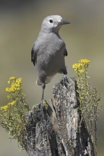 Clark's Nutcracker (Nucifraga columbiana), Oregon, USA
