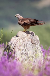 Black Kite (Milvus migrans), Madrid, Spain