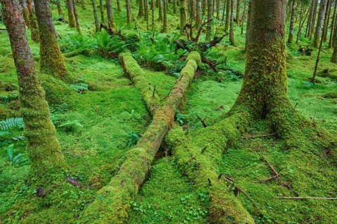 Mossy tree trunks lying between trees in the forest, Loch Awe, Scotland, United Kingdom, Great