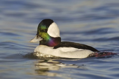Bufflehead (Bucephala albeola) male, California, USA