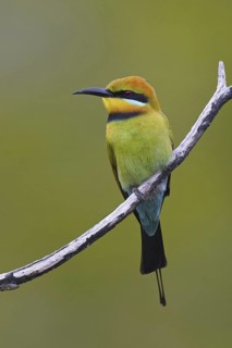 Rainbow Bee-eater (Merops ornatus), Queensland, Australia