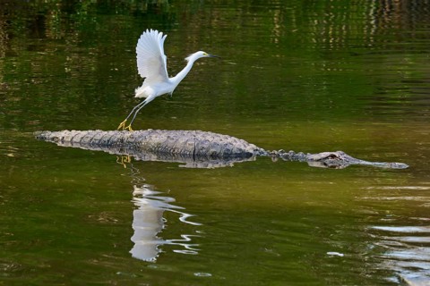 A heron spreads its wings over a crocodile swimming in the water, Great Egret (Egretta thula),