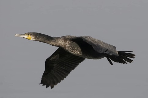 Great Cormorant (Phalacrocorax carbo) flying, Saxony, Germany