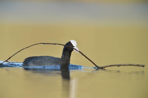 Eurasian Coot (Fulica atra) with nesting material in beak, North Rhine-Westphalia, Germany