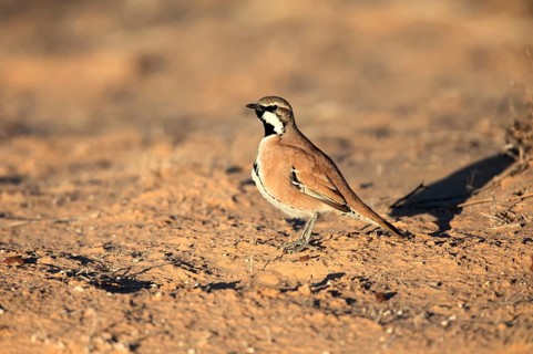 Cinnamon Quail-thrush (Cinclosoma cinnamomeum) male, South Australia, Australia