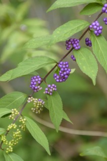 Love pearl bush (Callicarpa dichotoma), Shinjuku Imperial Park, Shinuku Gyoen Garden, Shinjuku