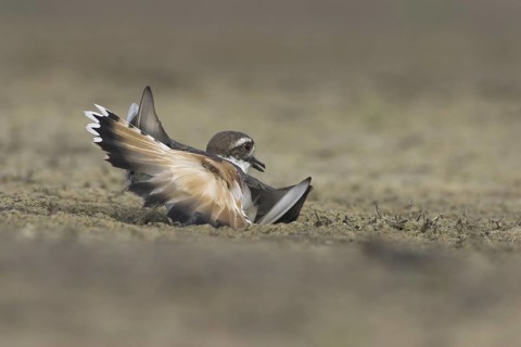 Killdeer (Charadrius vociferus), British Columbia, Canada