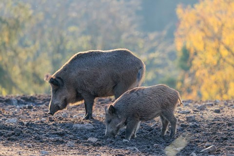 Two wild boar (Sus scrofa) search for food in a clearing backlit by the sun. An autumnal forest can