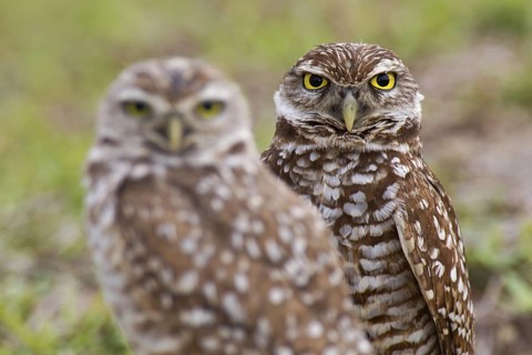 Burrowing Owl (Athene cunicularia), Florida, USA