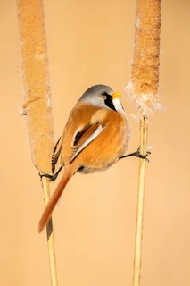Bearded Reedling (Panurus biarmicus) male perched on cattail, Castile-La Mancha, Spain