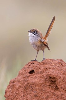 Striated Grasswren (Amytornis striatus rowleyi), Queensland, Australia