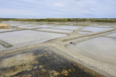 Seawater salt pans, Guerande, Loire-Atlantique, Pays de la Loire, Brittany, France