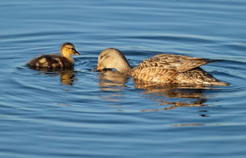 Mallard (Anas platyrhynchos) female and juvenile swimming on a lake, blue water, Lower Saxony,