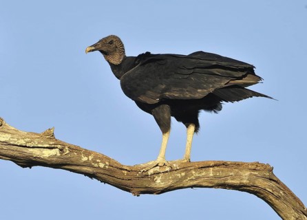 Black Vulture (Coragyps atratus)
