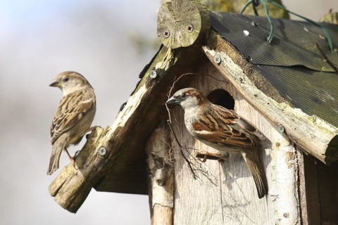 House Sparrow (Passer domesticus), Lower Saxony, Germany