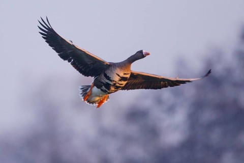 Greater White-fronted Goose (Anser albifrons) flying, North Rhine-Westphalia, Germany