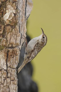 Short-toed Treecreeper (Certhia brachydactyla), Andalusia, Spain