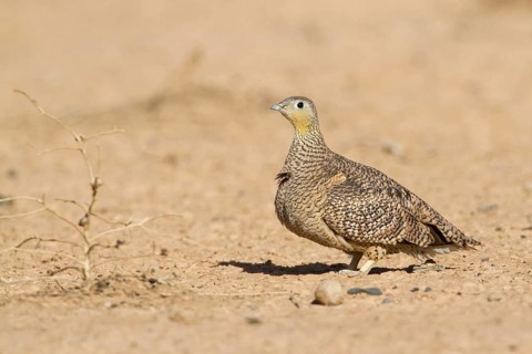 Crowned Sandgrouse (Pterocles coronatus) female, Morocco