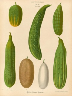 Vegetables, various cucumbers, after Ernst Samuel Benary (10 November 1819, 19 February 1893),