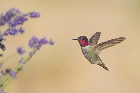 Anna's Hummingbird (Calypte anna) male hovering, California, USA