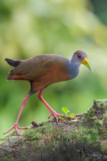 Gray-necked Wood-Rail (Aramides cajanea) perched on a branch in Manu National Park, Peru