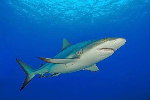 Underwater photo Grey reef shark (Carcharhinus amblyrhynchos) Predator fish swimming through open