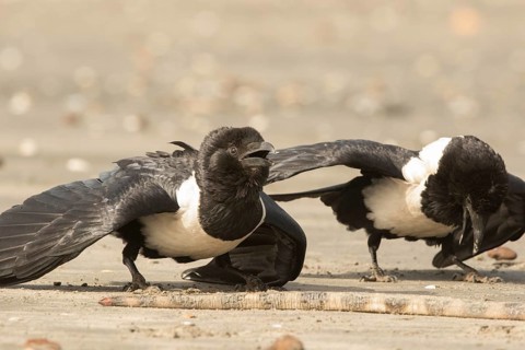 Pied Crow (Corvus albus) with snake eel, Gambia