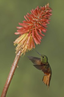 Chestnut-breasted Coronet (Boissonneaua matthewsii), Ecuador
