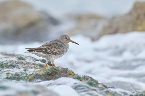 Purple Sandpiper (Calidris maritima), Asturias, Spain