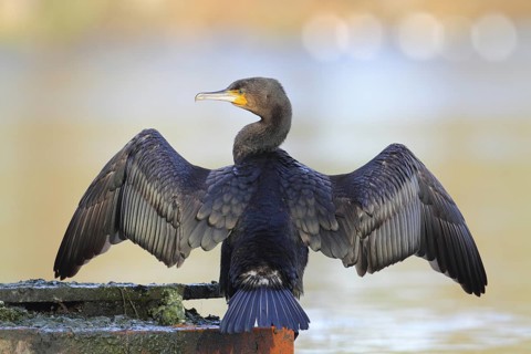 Great Cormorant (Phalacrocorax carbo), North Rhine-Westphalia, Germany