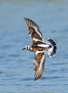 Ruddy Turnstone (Arenaria interpres) flying, Texas, USA