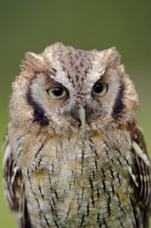 Tropical screech owl or Choliba screech owl (Megascops choliba, Otus choliba), portrait, captive,