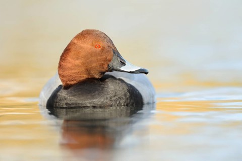 Common Pochard (Aythya ferina) male, North Rhine-Westphalia